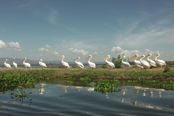 Pelicans crossing at Lake Naivasha, Kenya…