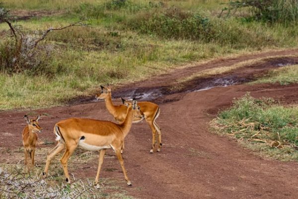 antelope-safari-kenya-africa-wildlife