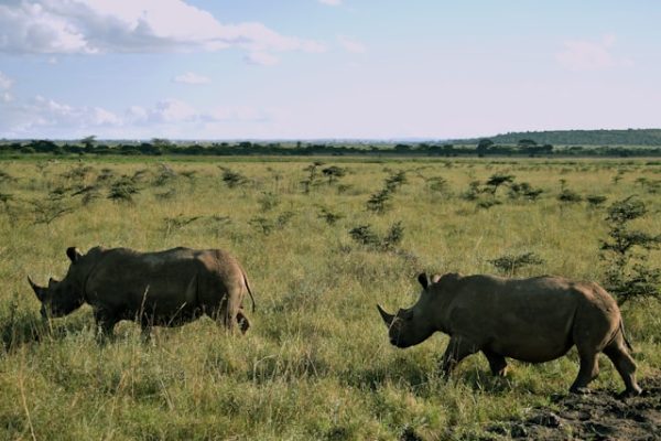 black-rhino-african-safari-network