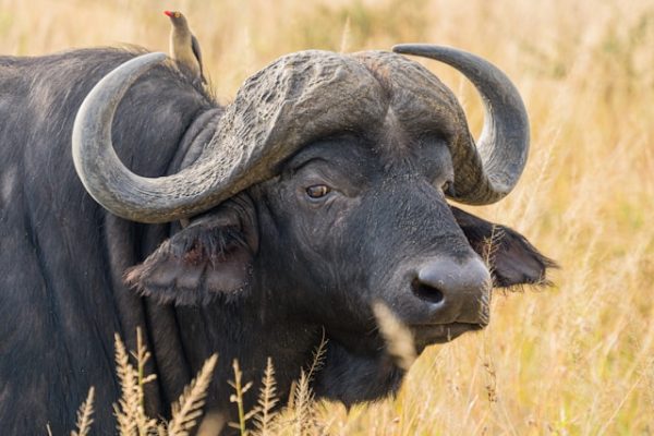 buffalo-wildlife-kenya