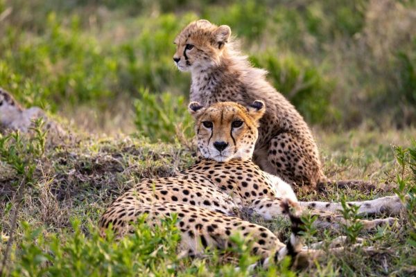 cheetah-kenya-safari-magique