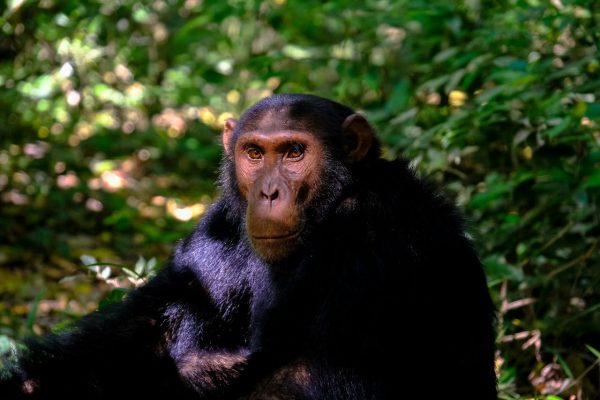 chimpanzee-ol-pejeta-wildlife-reserve