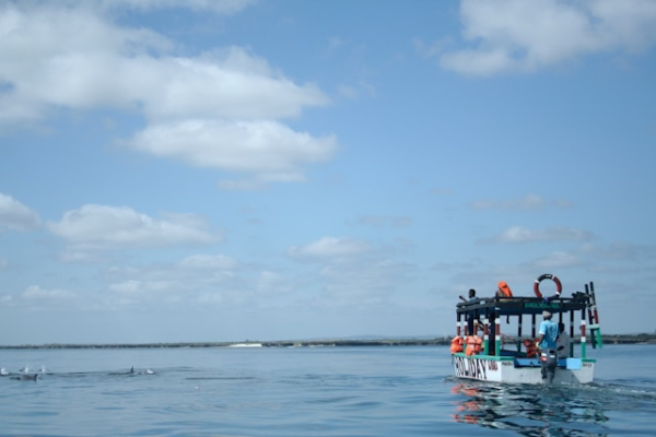 dolphin-tour-boat-ride-kenya.webp