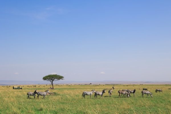 edmar-goncalves-Ktaq_oibnu4-unsplash