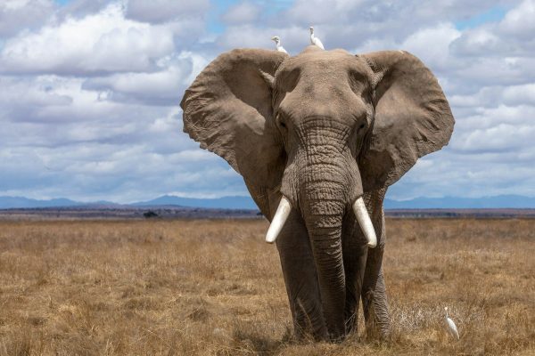 elephant-amboseli-africa-tour