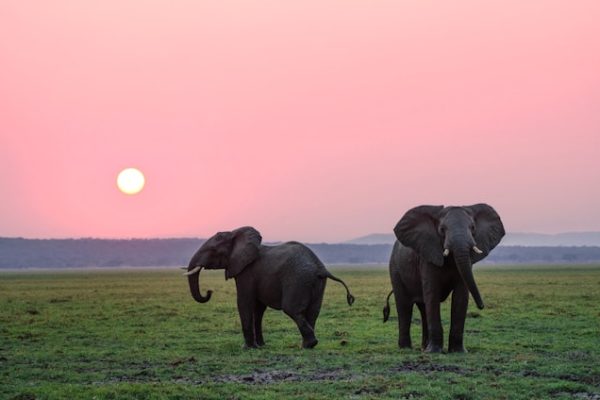 elephants-african-sunset-holiday