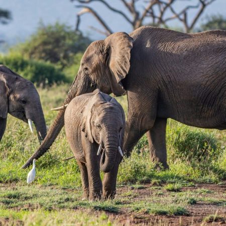 elephants-amboseli-kenya