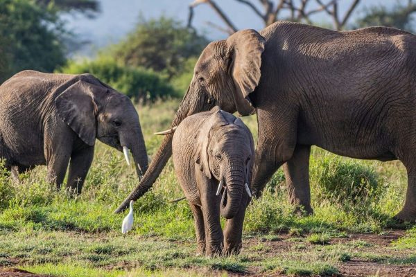 elephants-amboseli-tour