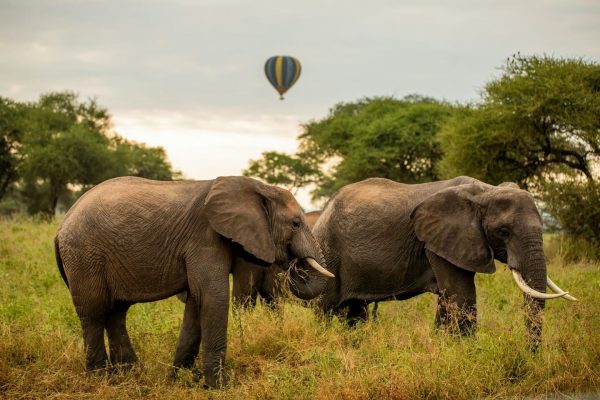 elephnats-ngorongoro