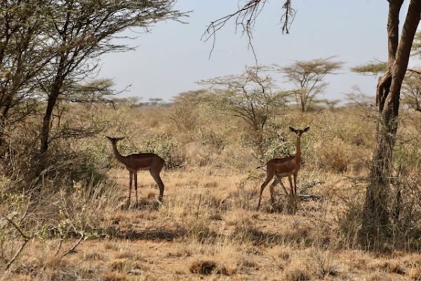 gerenuk-samburu-wildlife