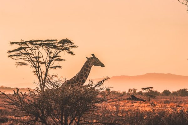 giraffe-kenya-tour-africa