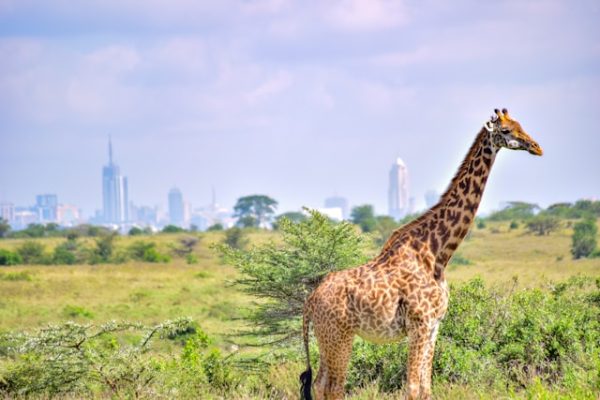 giraffe-kenya-wildlife-nairobi