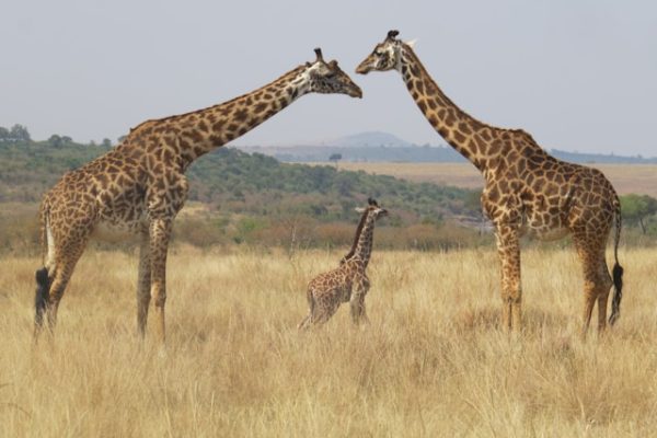 giraffe-kenya-wildlife-safari