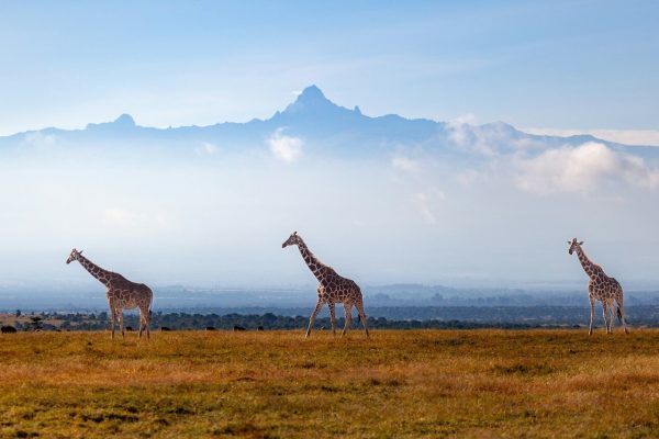 giraffe-mount-kenya-wildlife-scenery