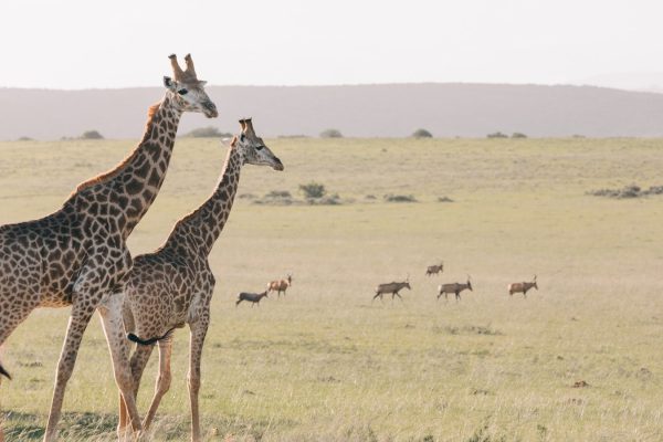 giraffes-kenyan-tour