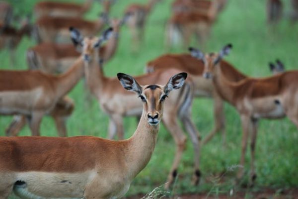 impala-antelope-kenya-safari