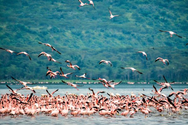 lake-nakuru-bird-watching
