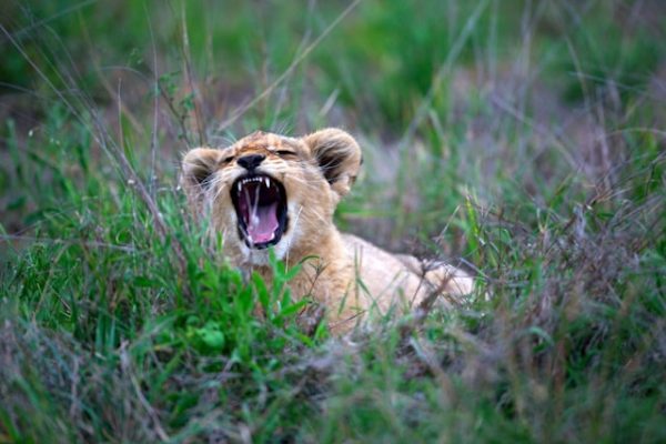 lion-cub-kenya-tour