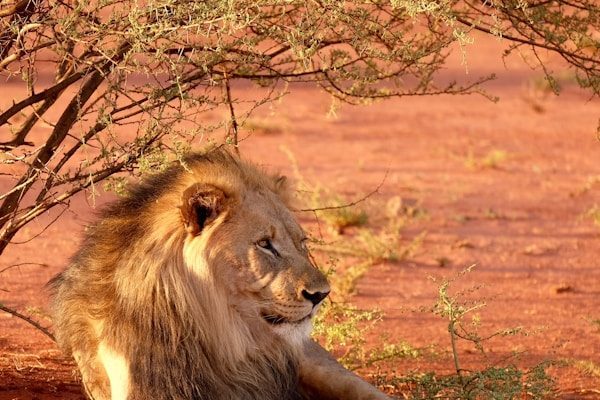lion-kenya-tour-africa