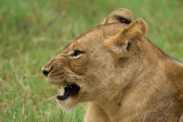lioness-kenya-safari-game-drive