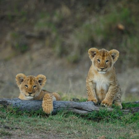 lions-masai-mara