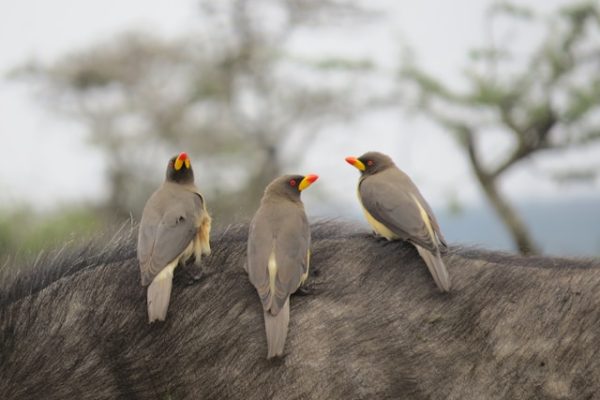 melissa-van-niekerk-O-mKOIerKw0-unsplash