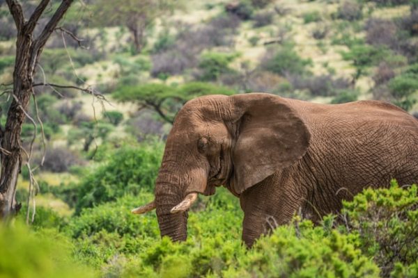 meru-national-park-elephants