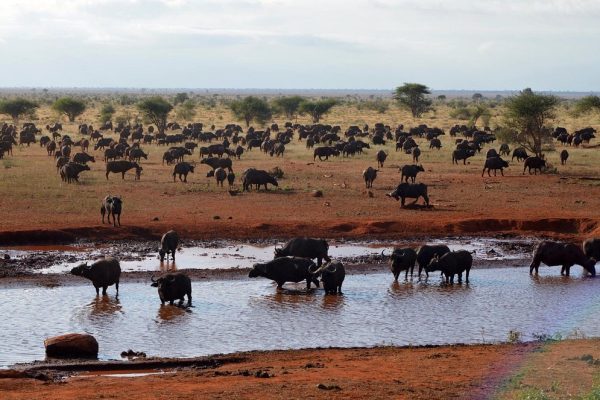 ngutuni-safari-lodge