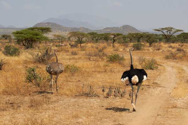 somali-ostrich-kenya-samburu.webp