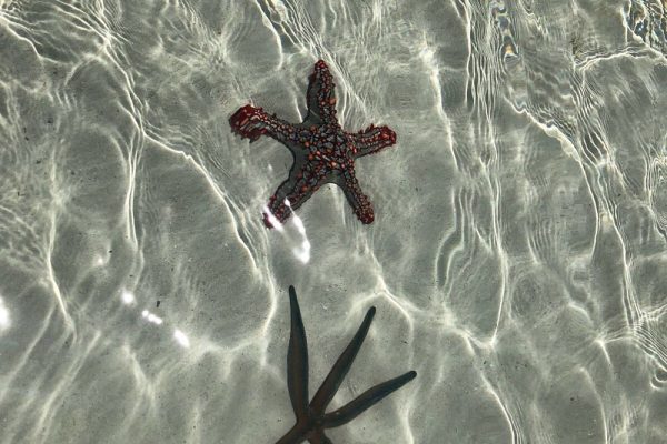 watamu-safari-blu-05