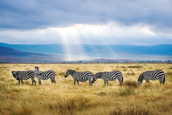 zebra-african-safari-tour