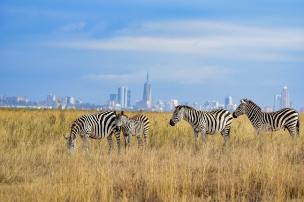 zebra-grazing-nairobi-national-park