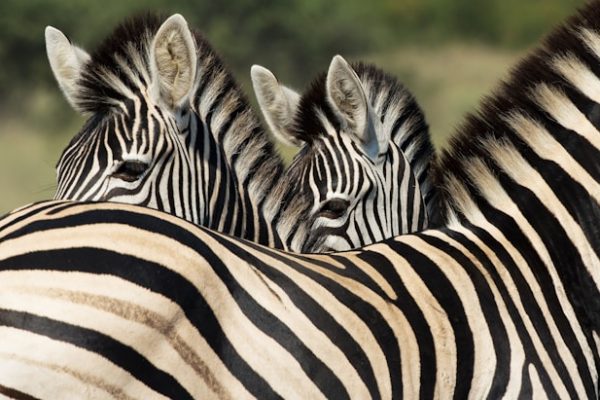 zebra-keeping-lookout-africa-safari