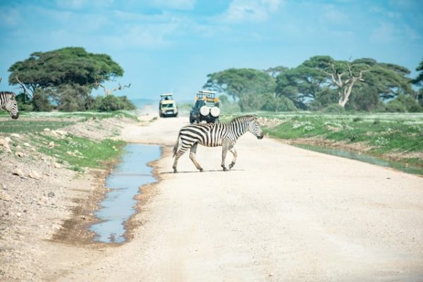 zebra-wildlife-game-watching-drive